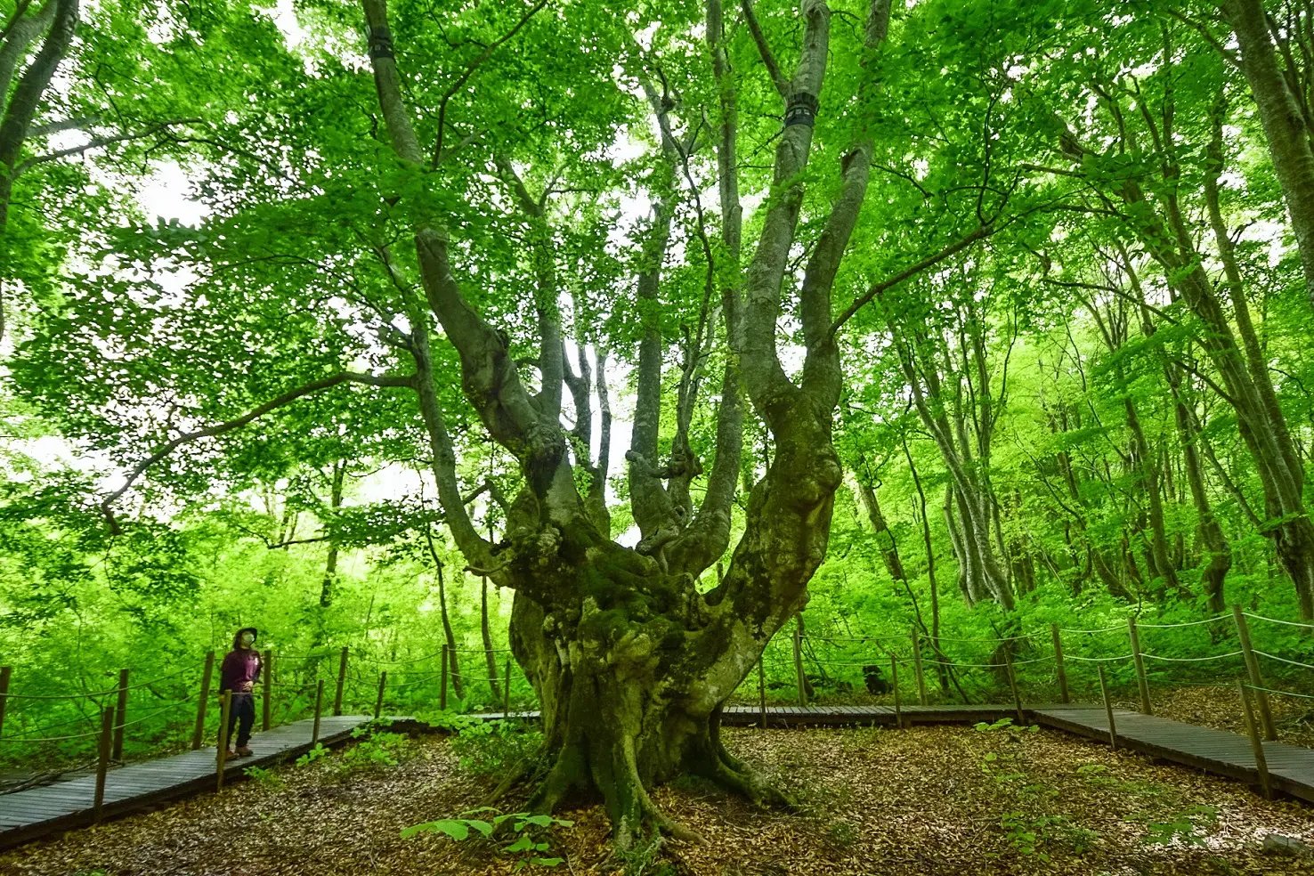 🌳 나카지마 고원과 사자코 습원 (나카지마다이 시시가하나 시츠겐) 이미지 3